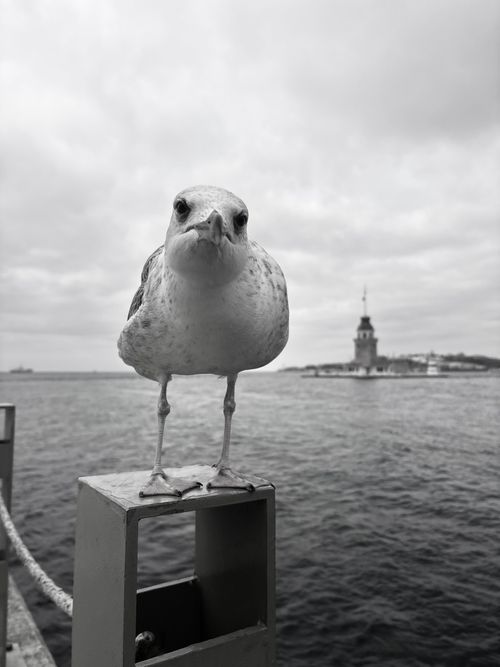 Free Seagull stands in front of Istanbul's iconic Maiden's Tower on a cloudy day. Stock Photo