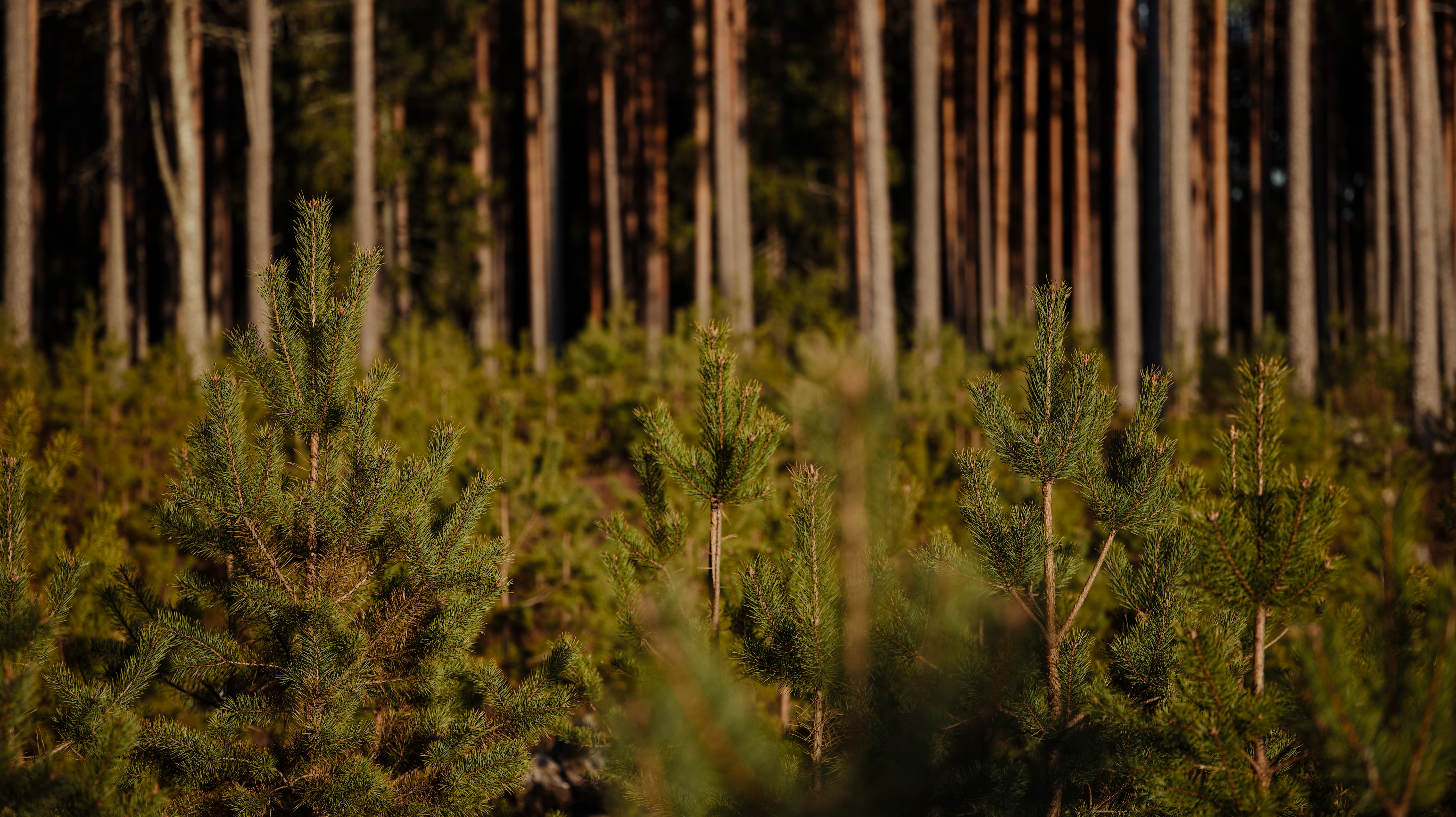 Directive RED II et critères de durabilité : le défi de la traçabilité de la biomasse forestière