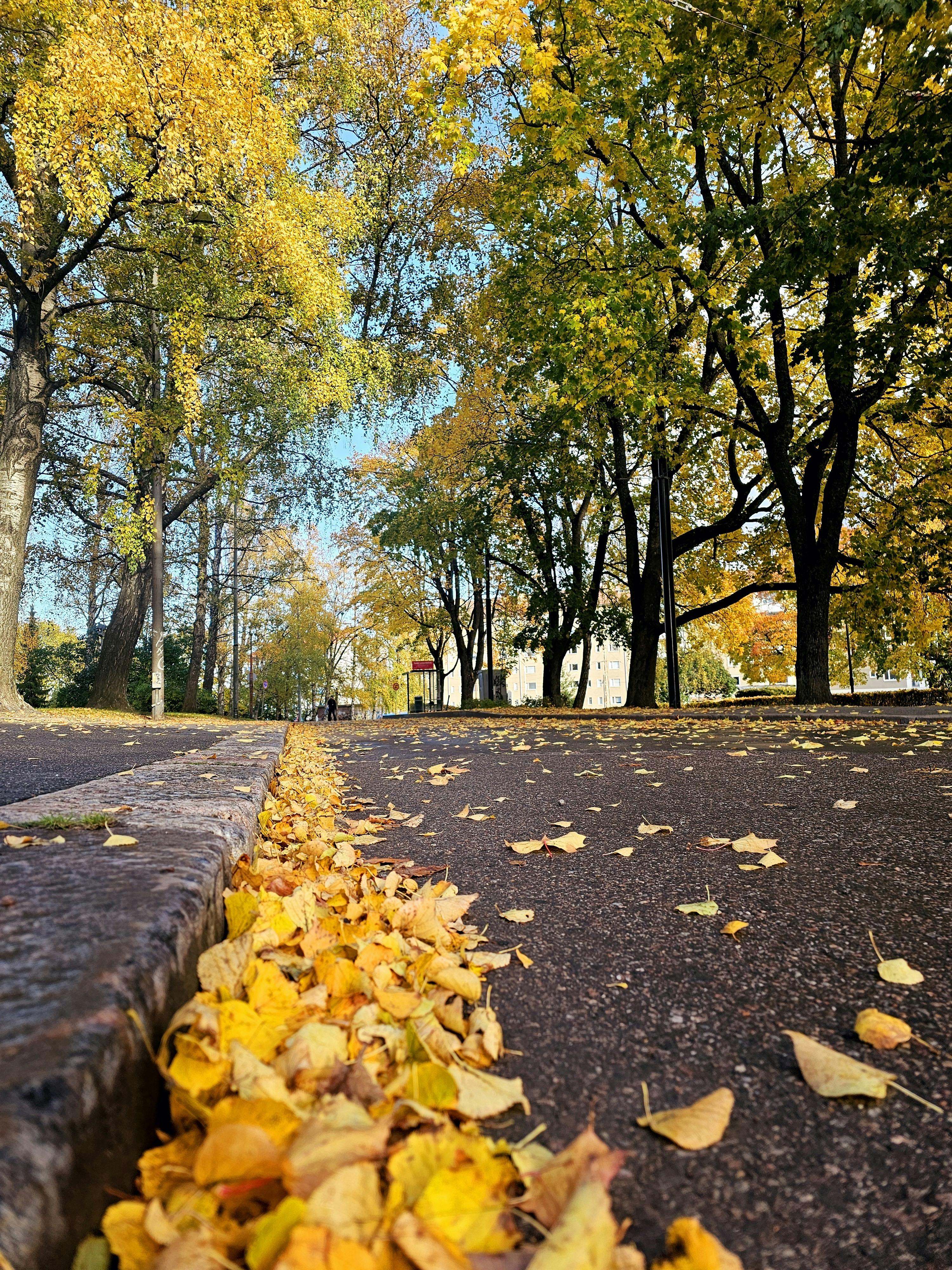 Golden leaves line a park pathway in Helsinki, capturing the essence of autumn tranquility.