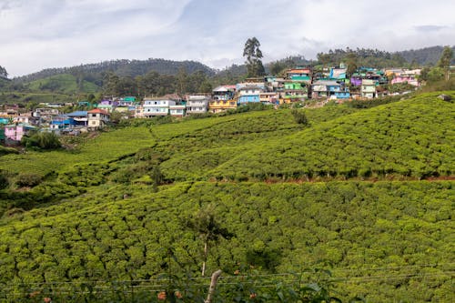 Δωρεάν στοκ φωτογραφιών με tea estate, αγρόκτημα, αγροτικός