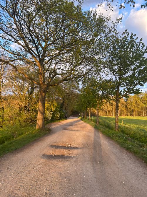Free Idyllic rural dirt road lined with trees in spring, bathed in warm golden light, perfect for serene travel moments. Stock Photo