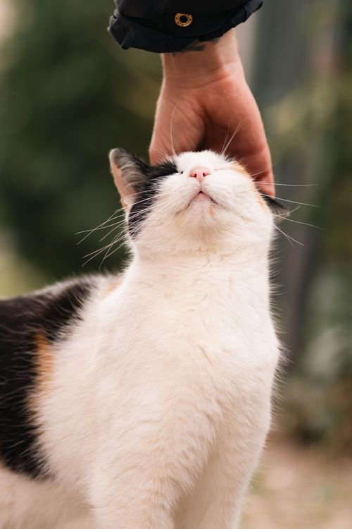 Free A black and white cat enjoys a gentle head scratch in an outdoor setting. Stock Photo