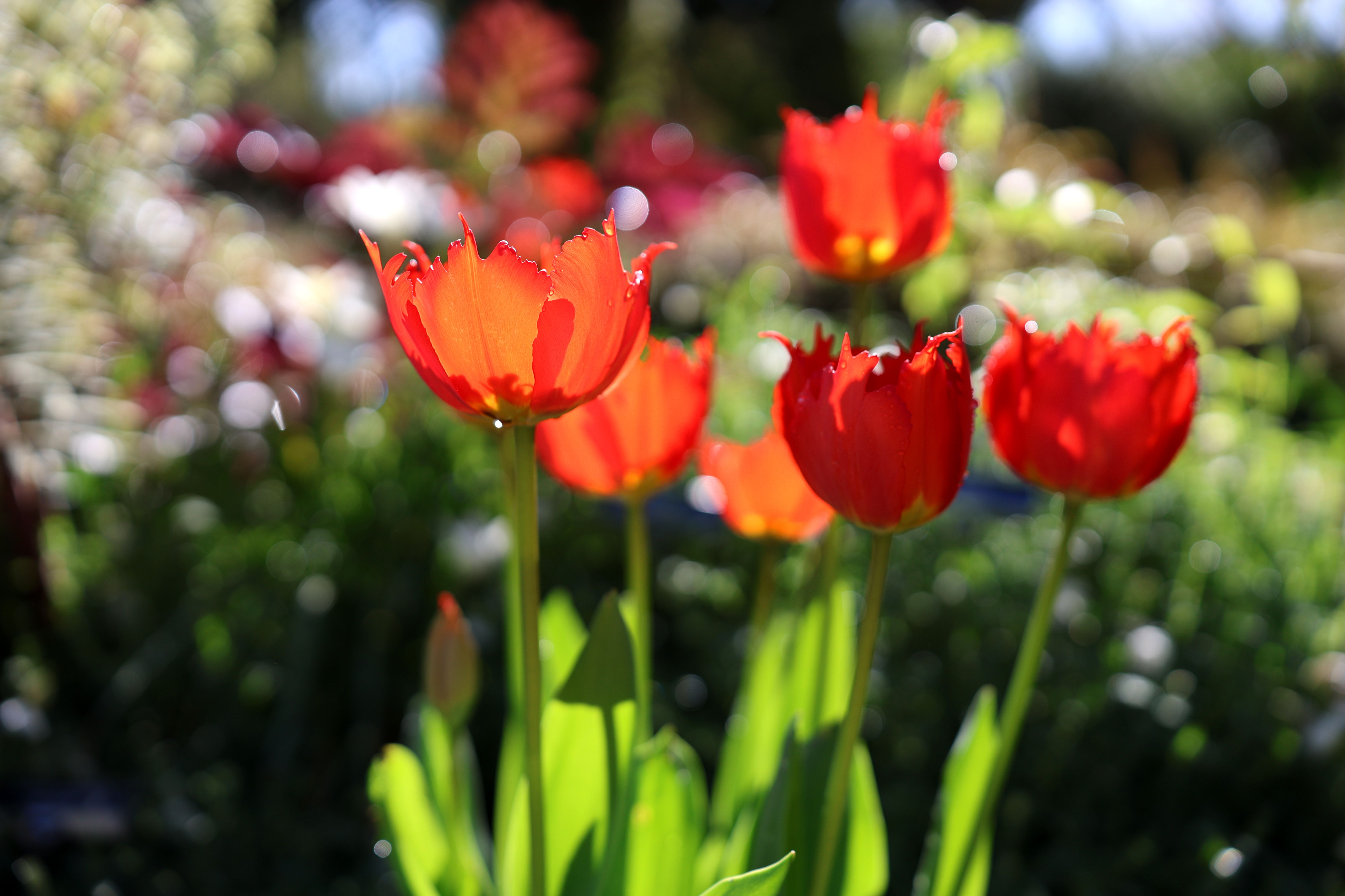 Spring gardening: Learn when and how to divide perennials - Lancaster Eagle — Photo by Amelia  Cui on Pexels