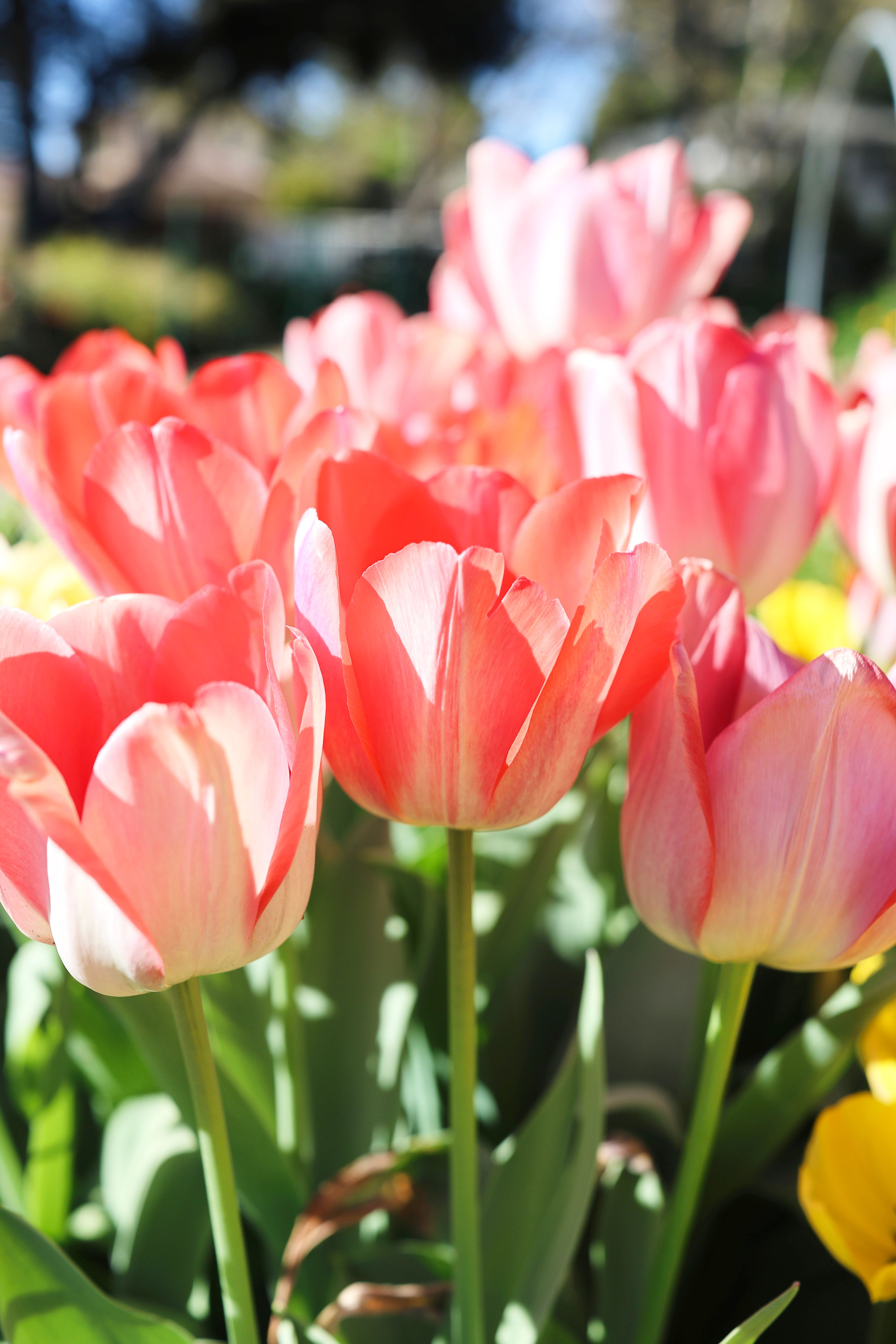 [ColoSach]-a-glowing-display-of-pink-tulips-basking-in-spring-sunlight,-perfect-for-nature-lovers.
