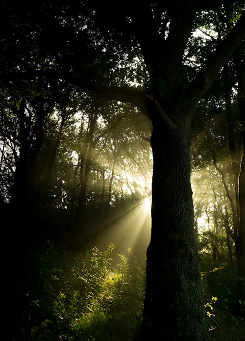 Trees Against Crepuscular Rays