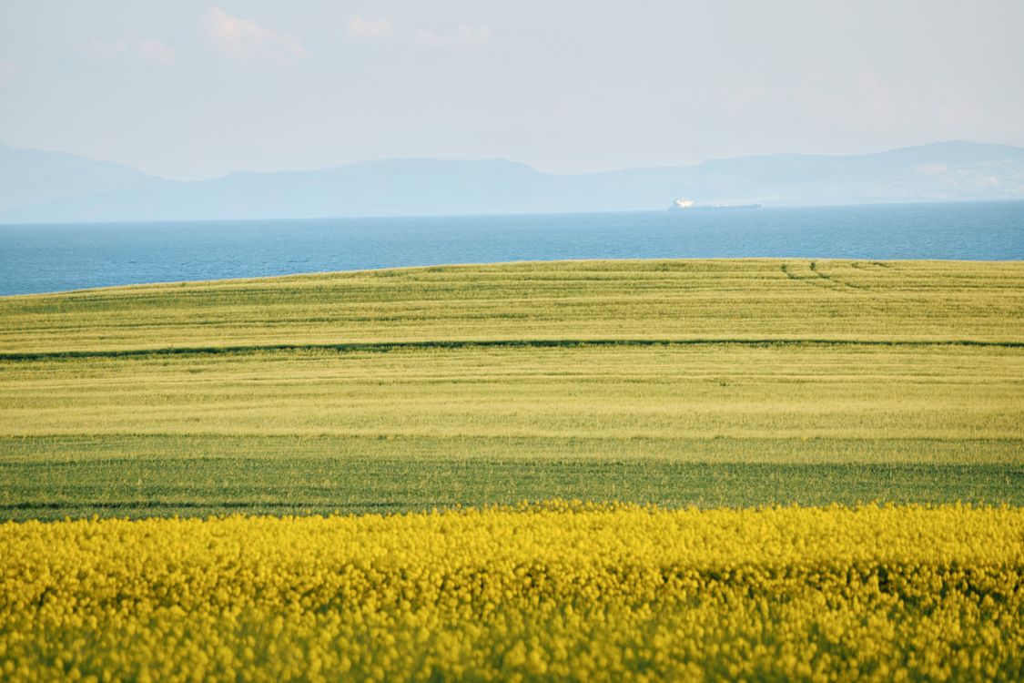 Spring Fields Vibrant Spring Fields by the Ocean · Free Stock Photo