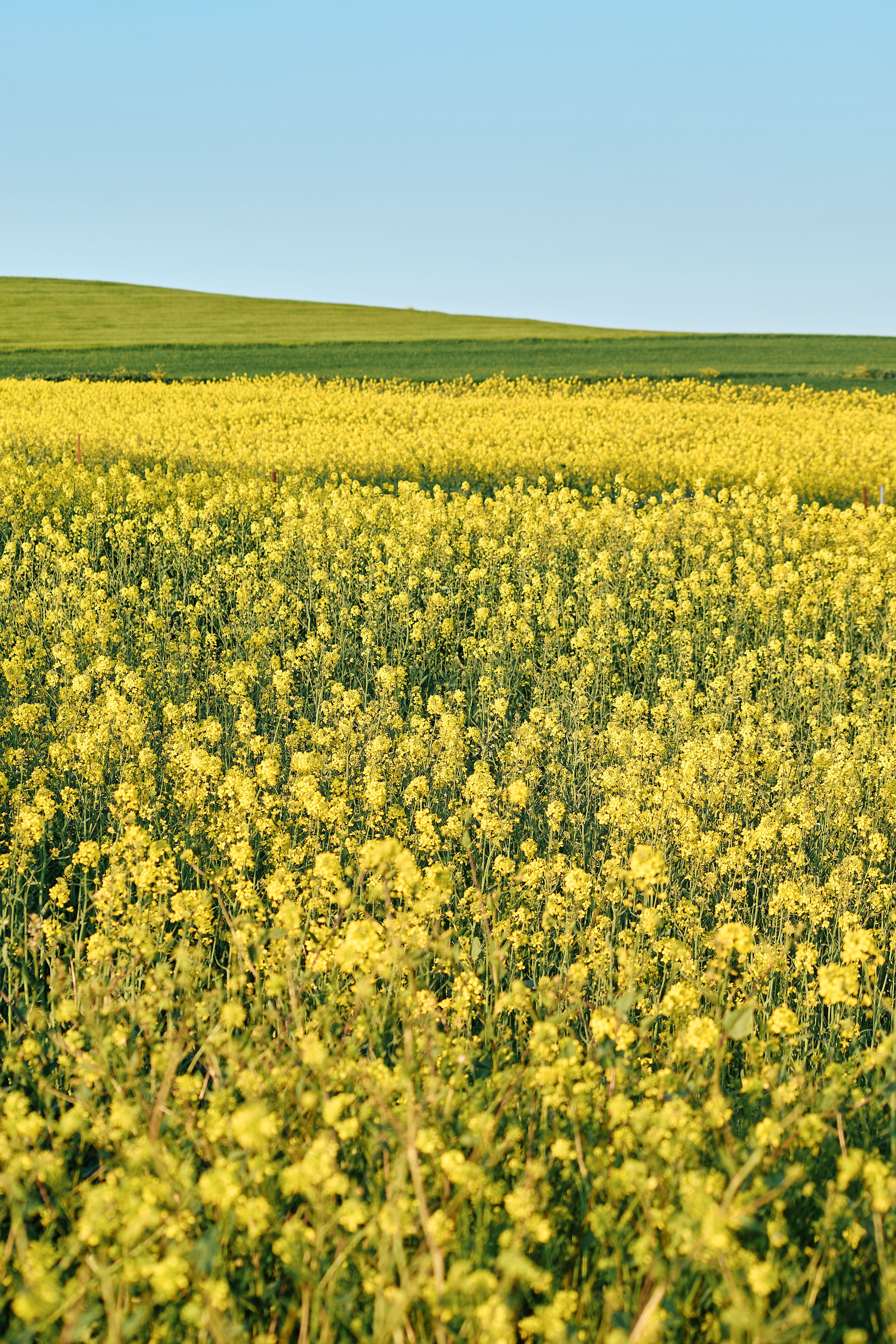 festival bunga canola korea