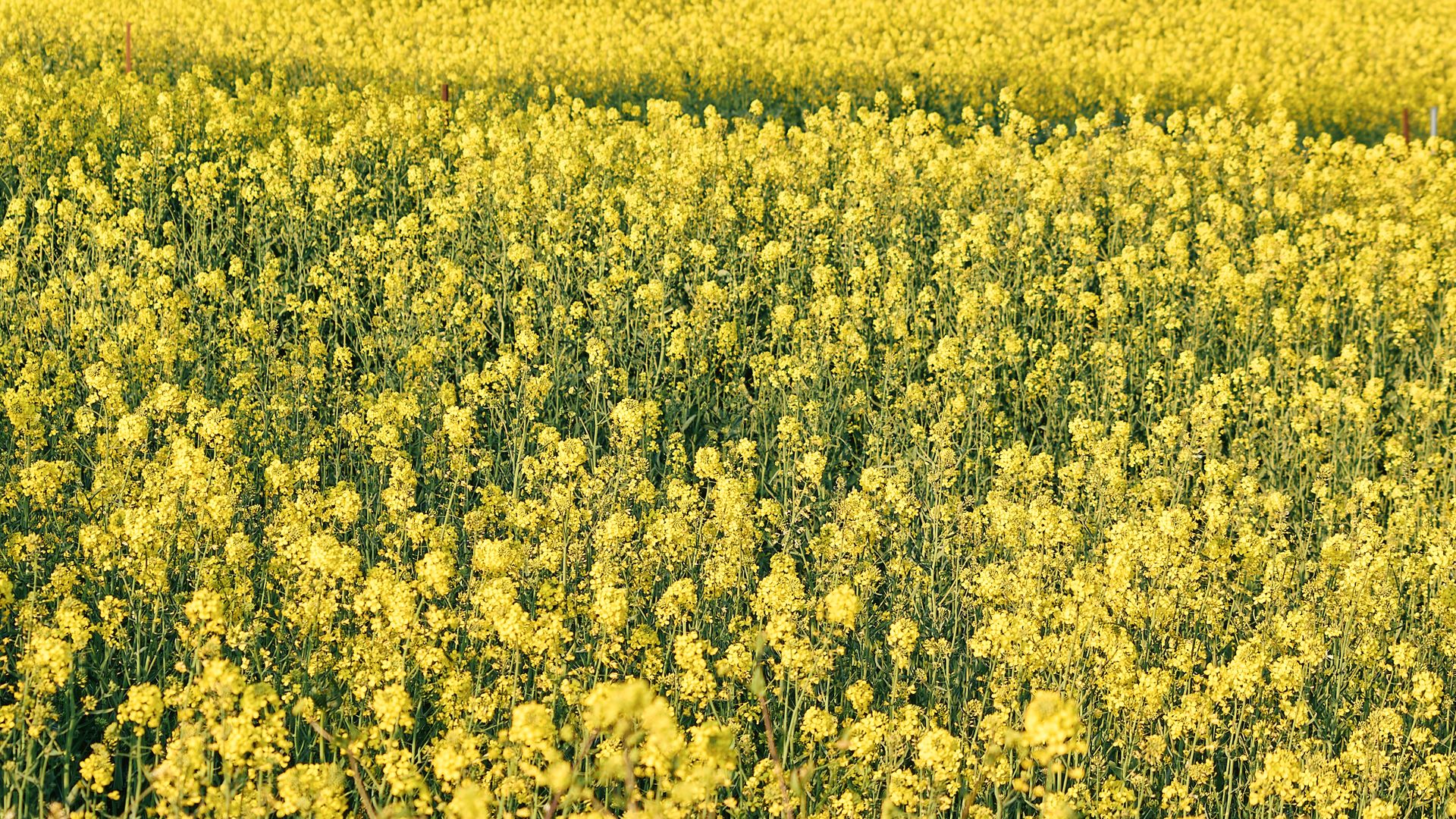 festival bunga canola korea