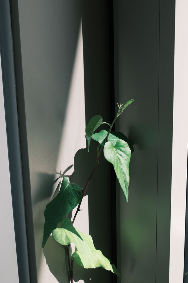 Green shoot between window panes in soft light — Mingyang LIU on Pexels