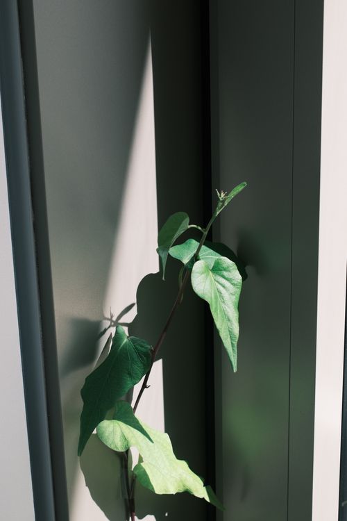 Free A small green plant emerging between indoor window panes, casting soft shadows in sunlight. Stock Photo