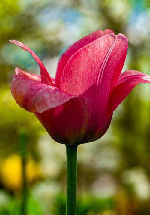 Free Beautiful pink tulip captured in full bloom against a blurred natural background. Stock Photo