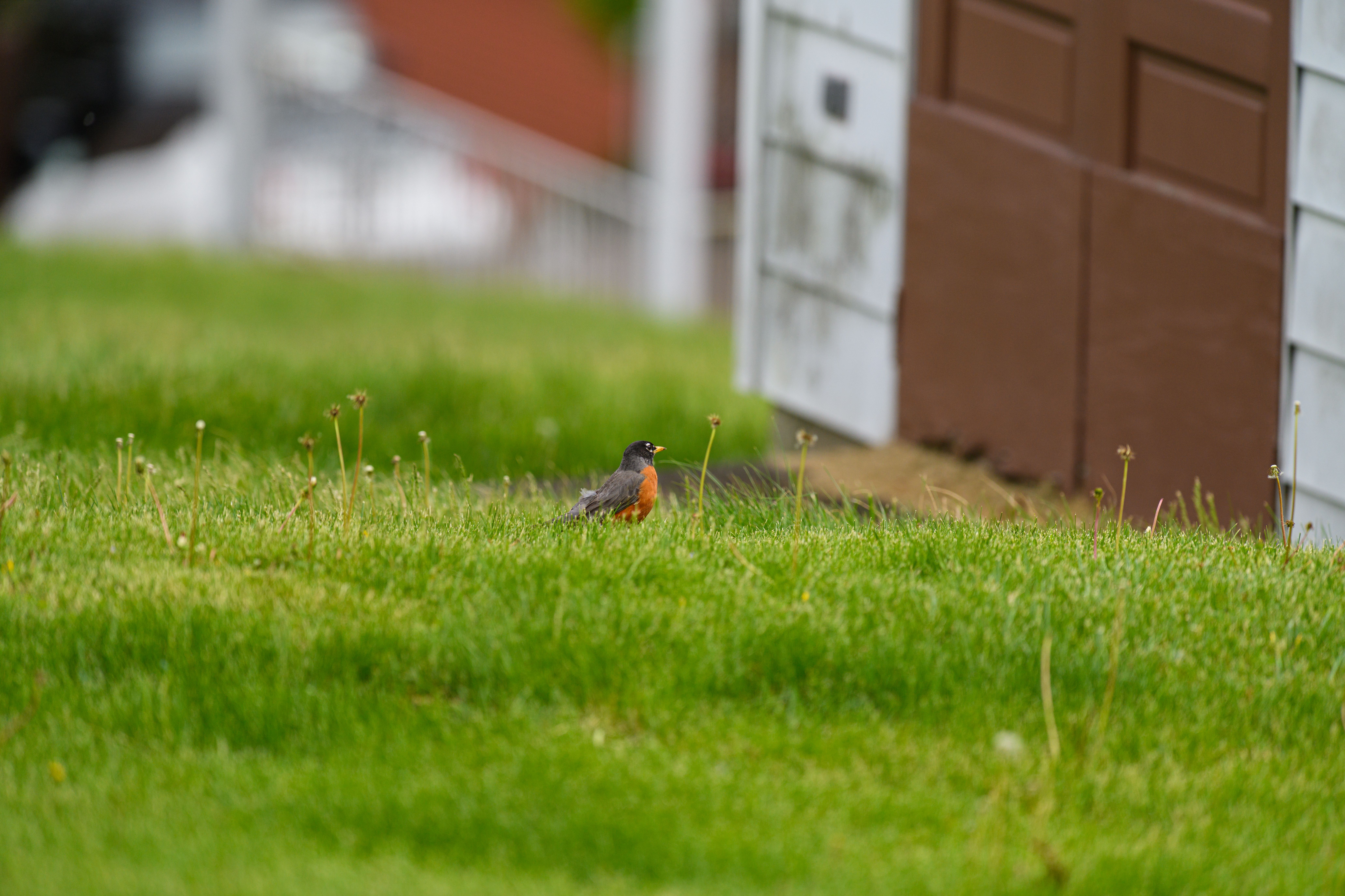 American Robin in Suburban Backyard Setting · Free Stock Photo