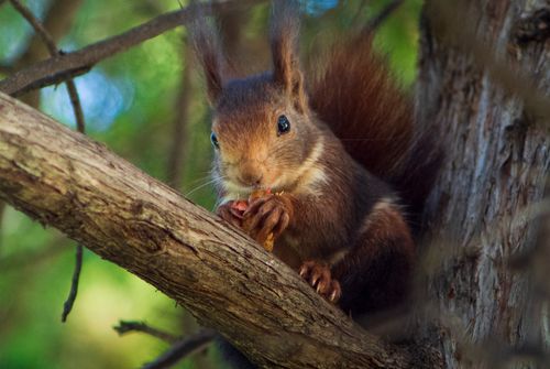 Free Adorable squirrel munching on food while perched on a tree in a park setting. Stock Photo