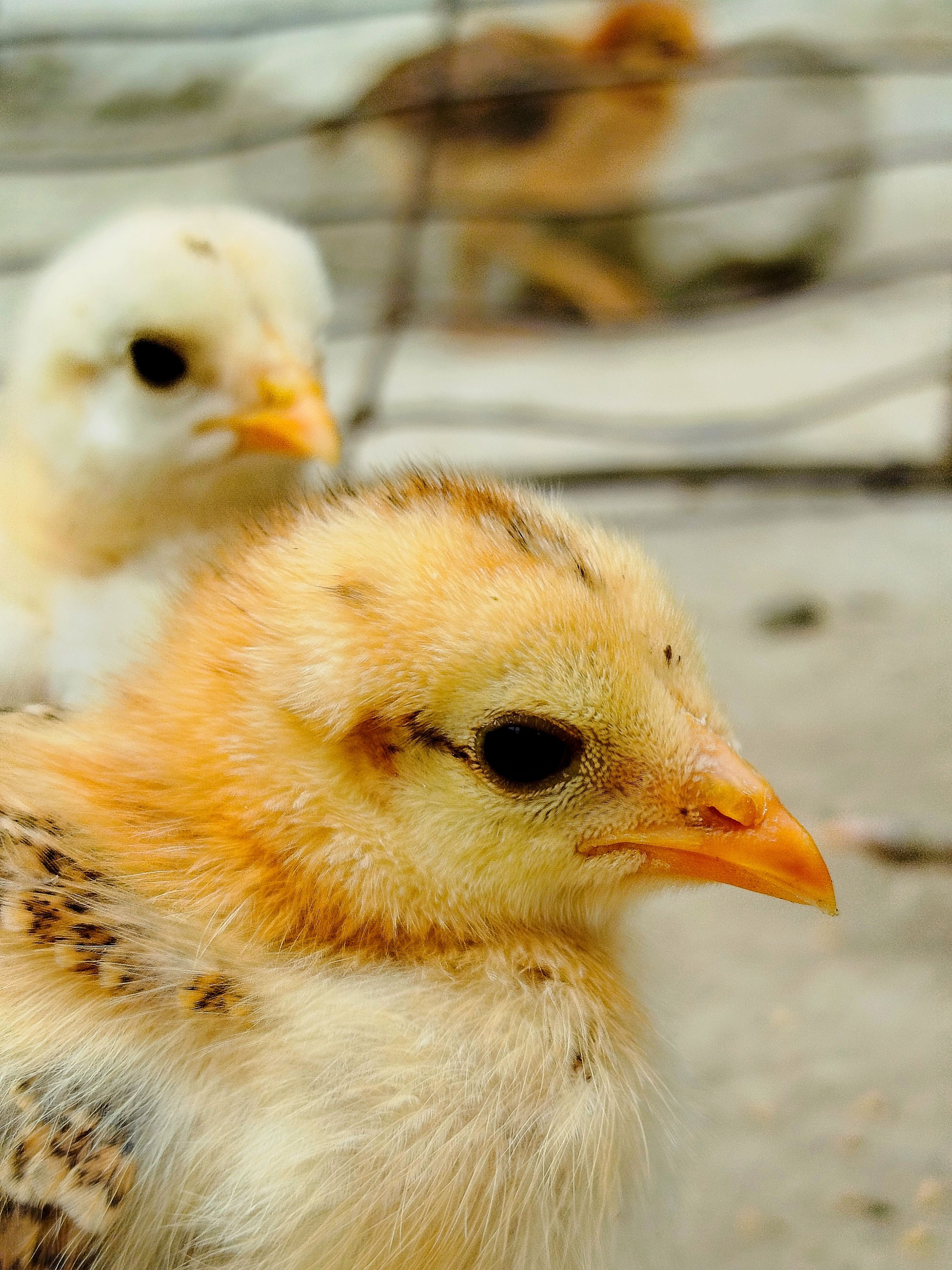 Close view of healthy yellow chicks, the result a clean machine protects