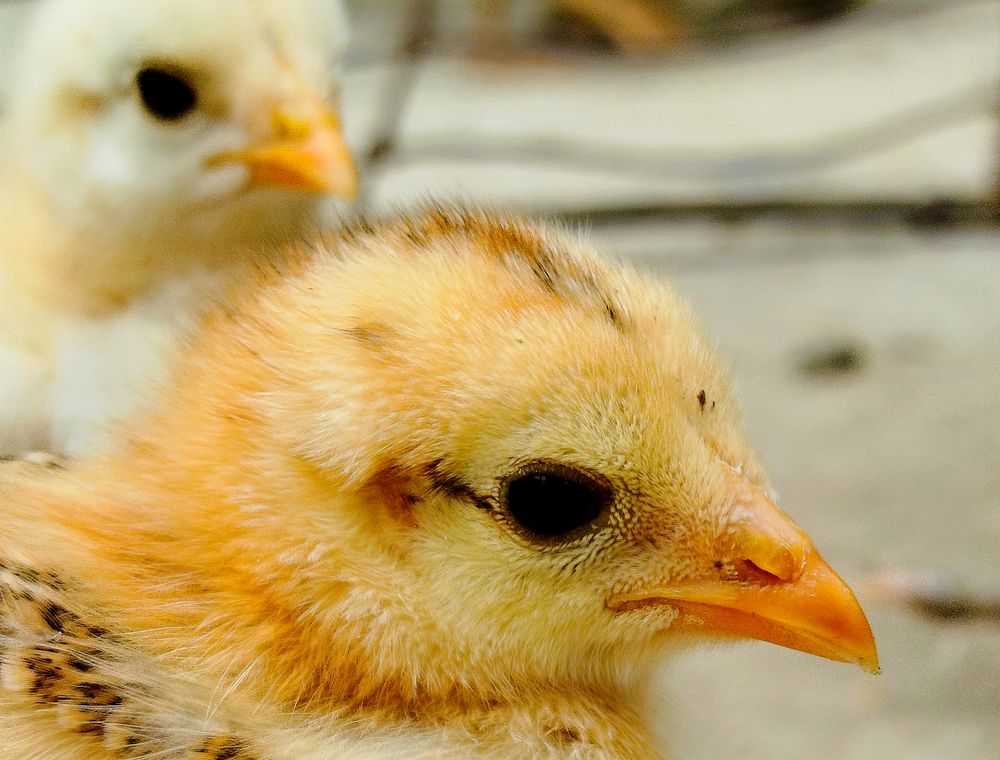Close view of healthy yellow chicks with bright eyes