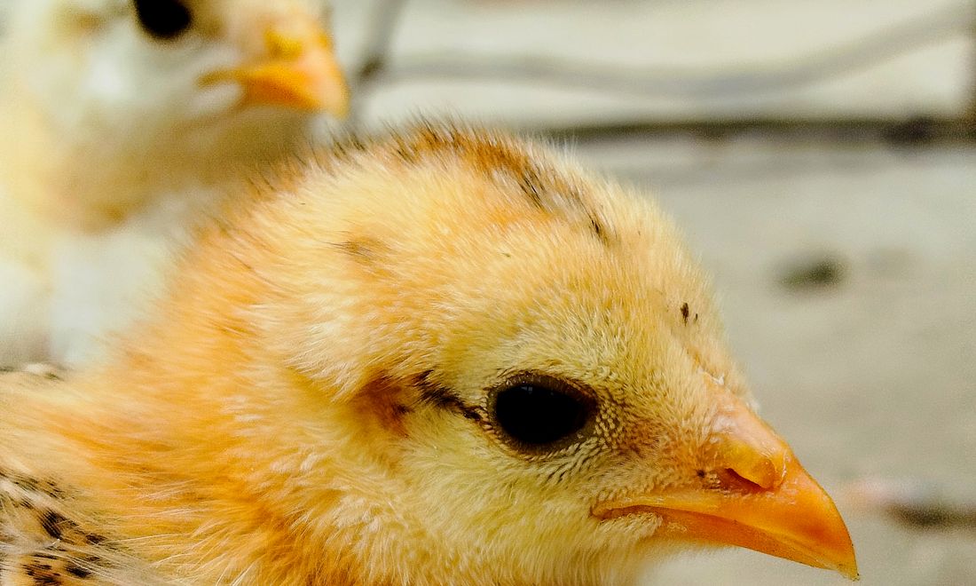 A close view of healthy yellow chicks, the stage where early rearing decisions are made