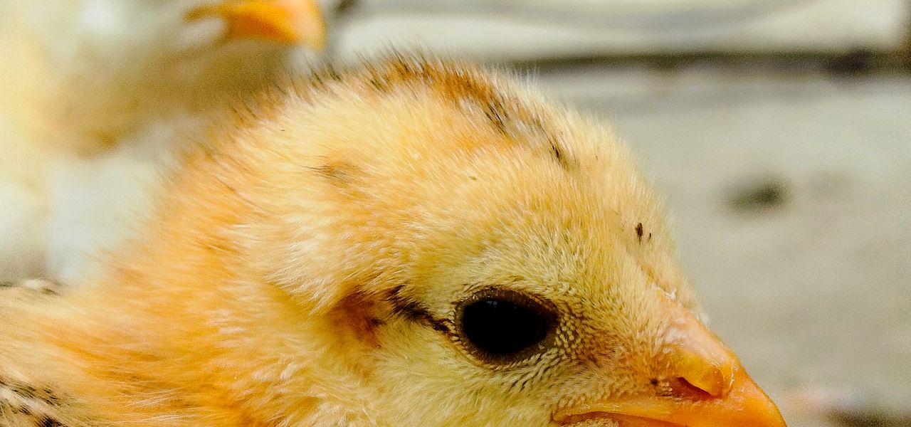 Close view of healthy yellow chicks