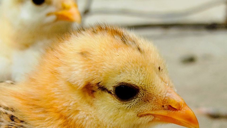 Close view of healthy yellow chicks