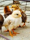 Layer chicks