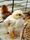 chick