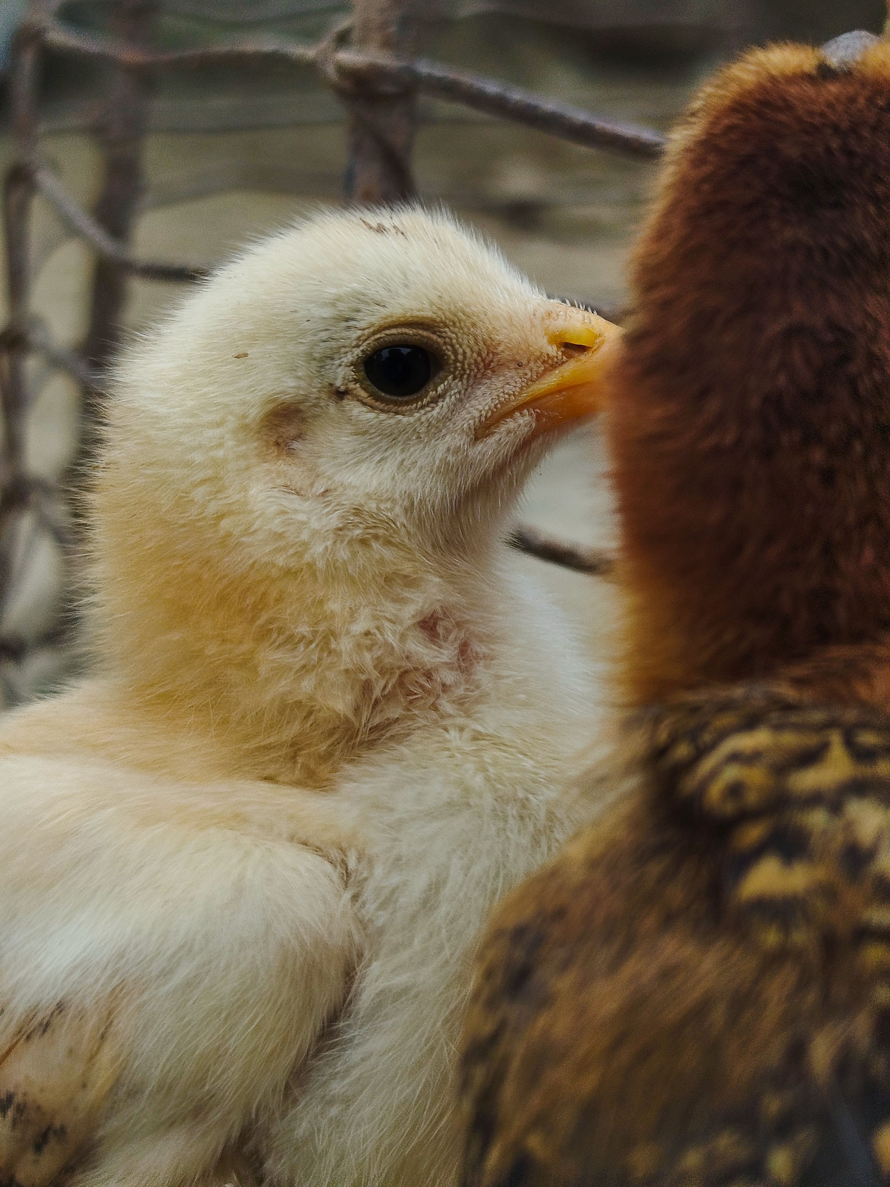 Poussins en enclos