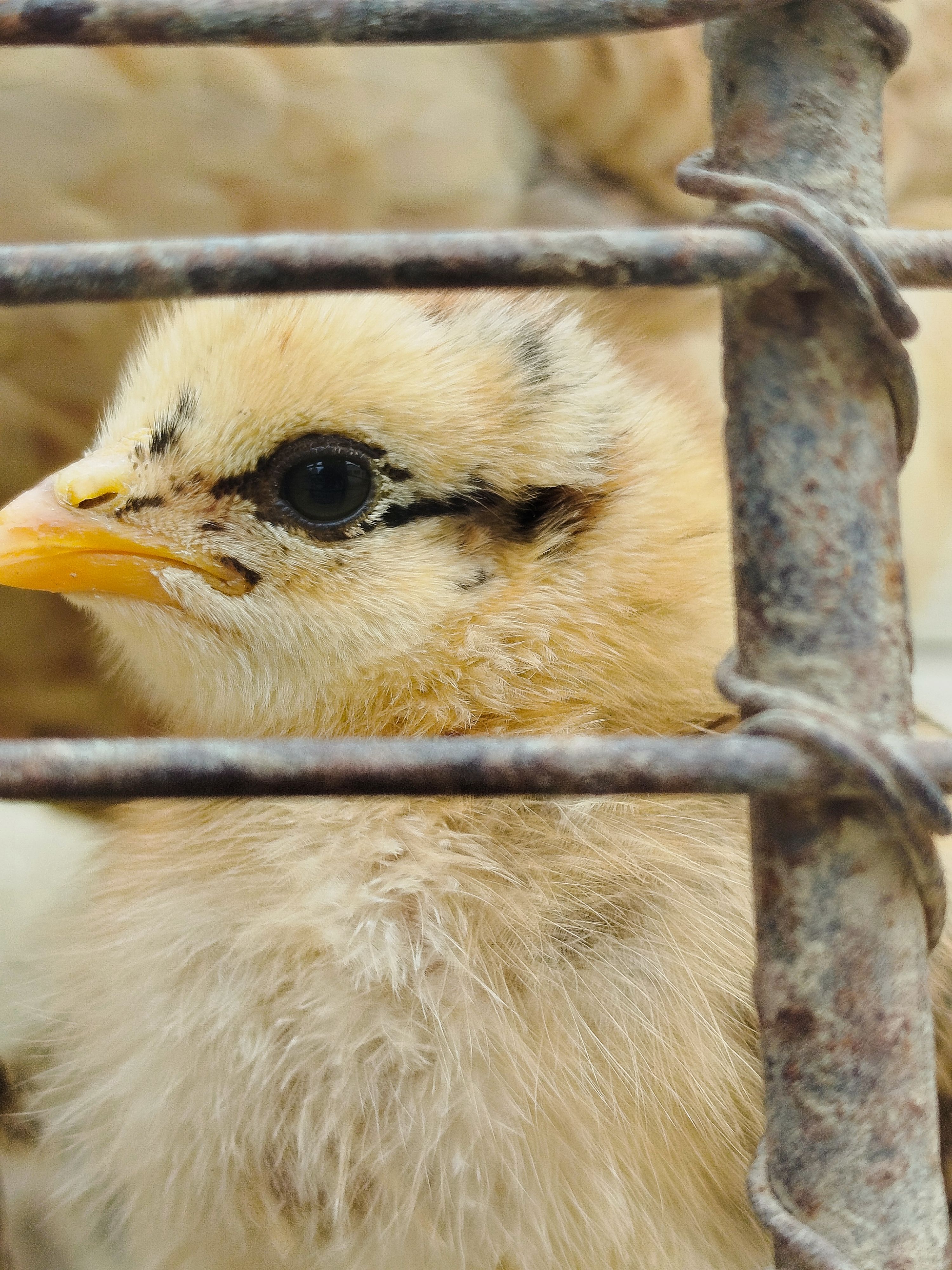 Close-up of a Baby Chick in a Cage · Free Stock Photo