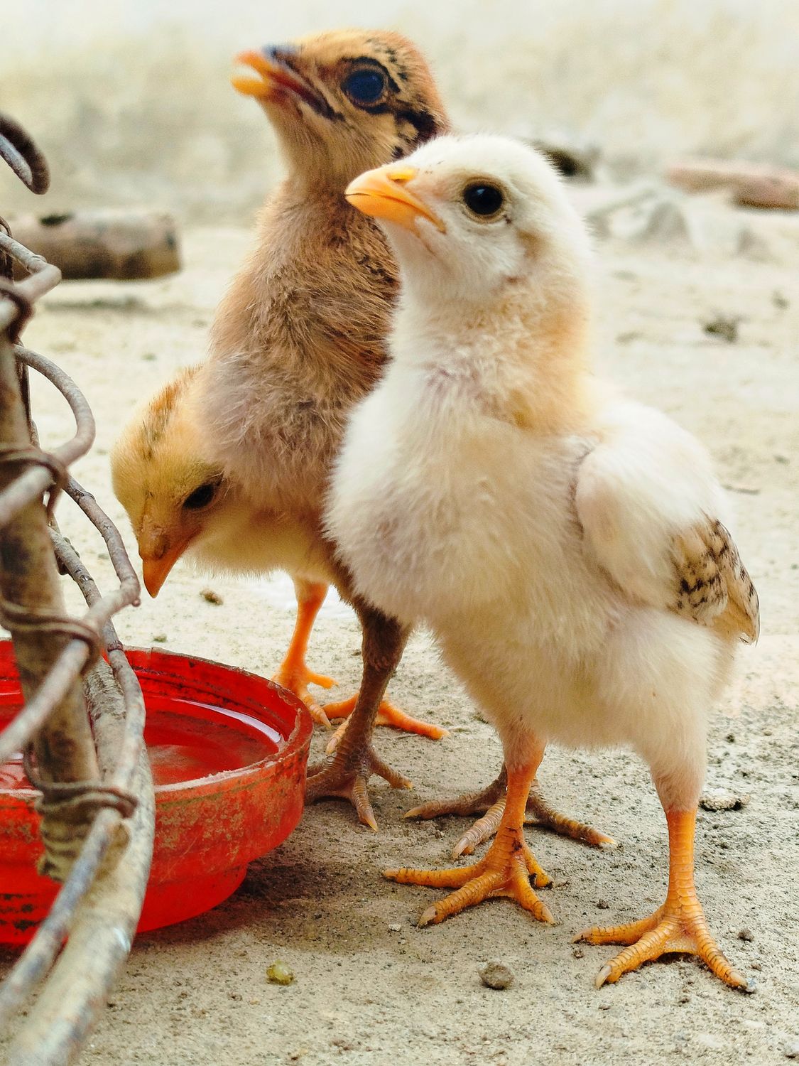 Adorables Pollitos Bebiendo Agua Al Aire Libre · Foto de stock gratuita