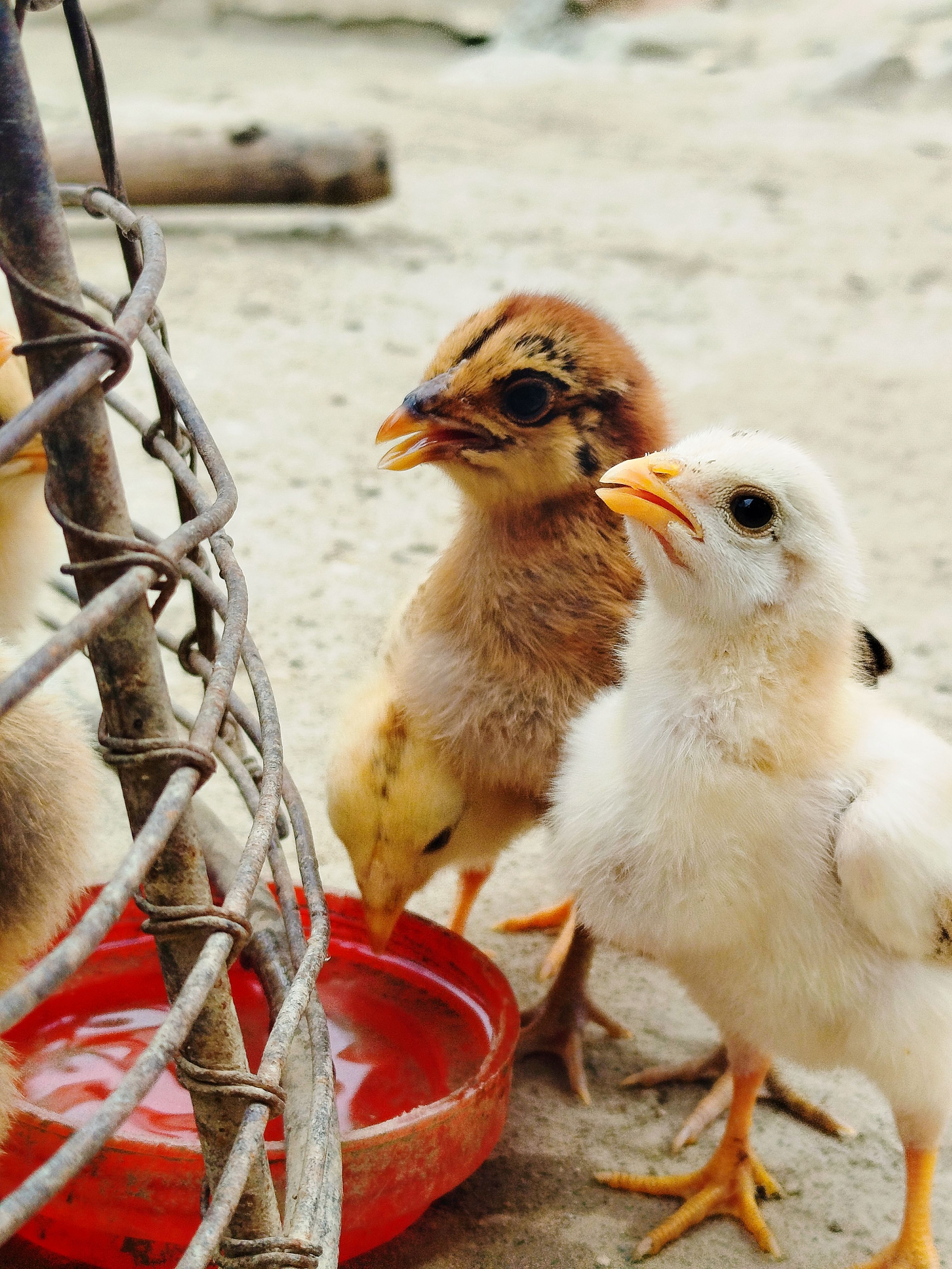 Young chicks gathered around a red water dish