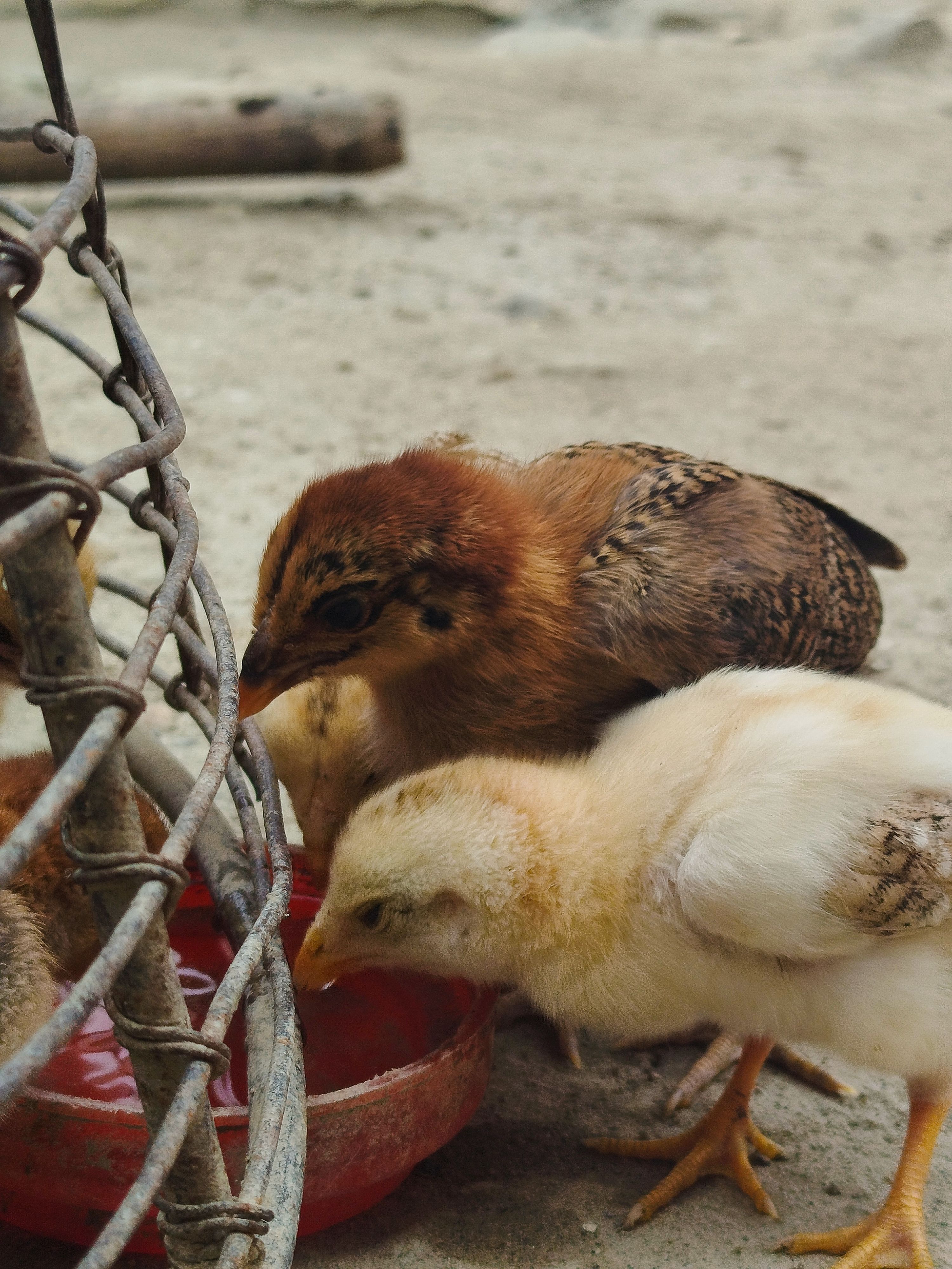 Chicks drinking from a water dish