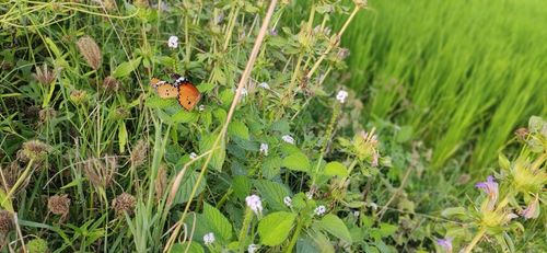 Free stock photo of butterflies, butterfly, butterfly on a flower Stock Photo