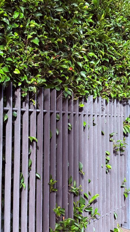 Lush Green Ivy Overtaking Wooden Fence · Free Stock Photo