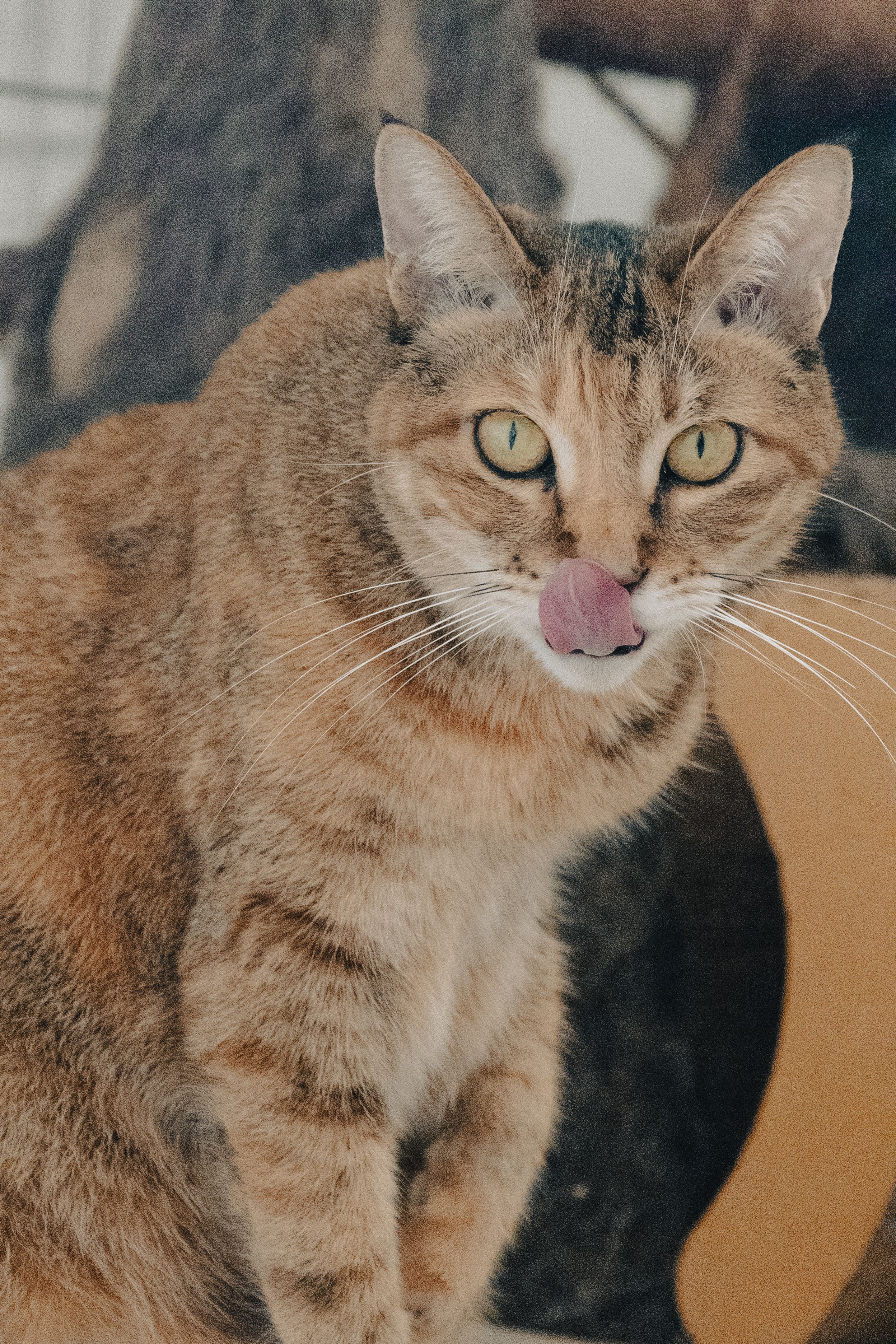 Close-up of a tabby cat with green eyes licking its nose, indoors.
