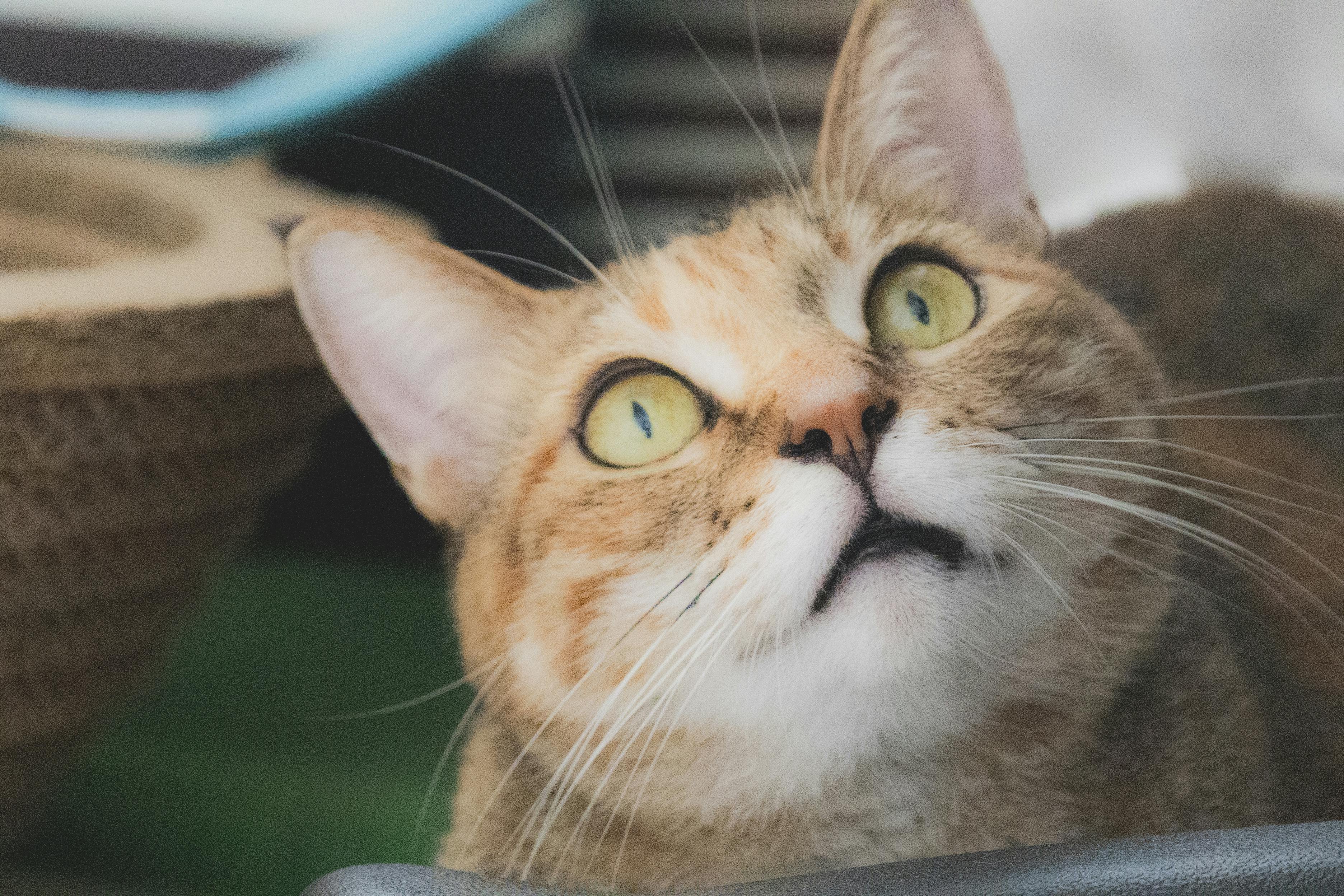 Will Synchrony’s (SYF) Expanded Pet Insurance Partnerships Redefine Its Health and Wellness Financing Narrative? — Photo by S