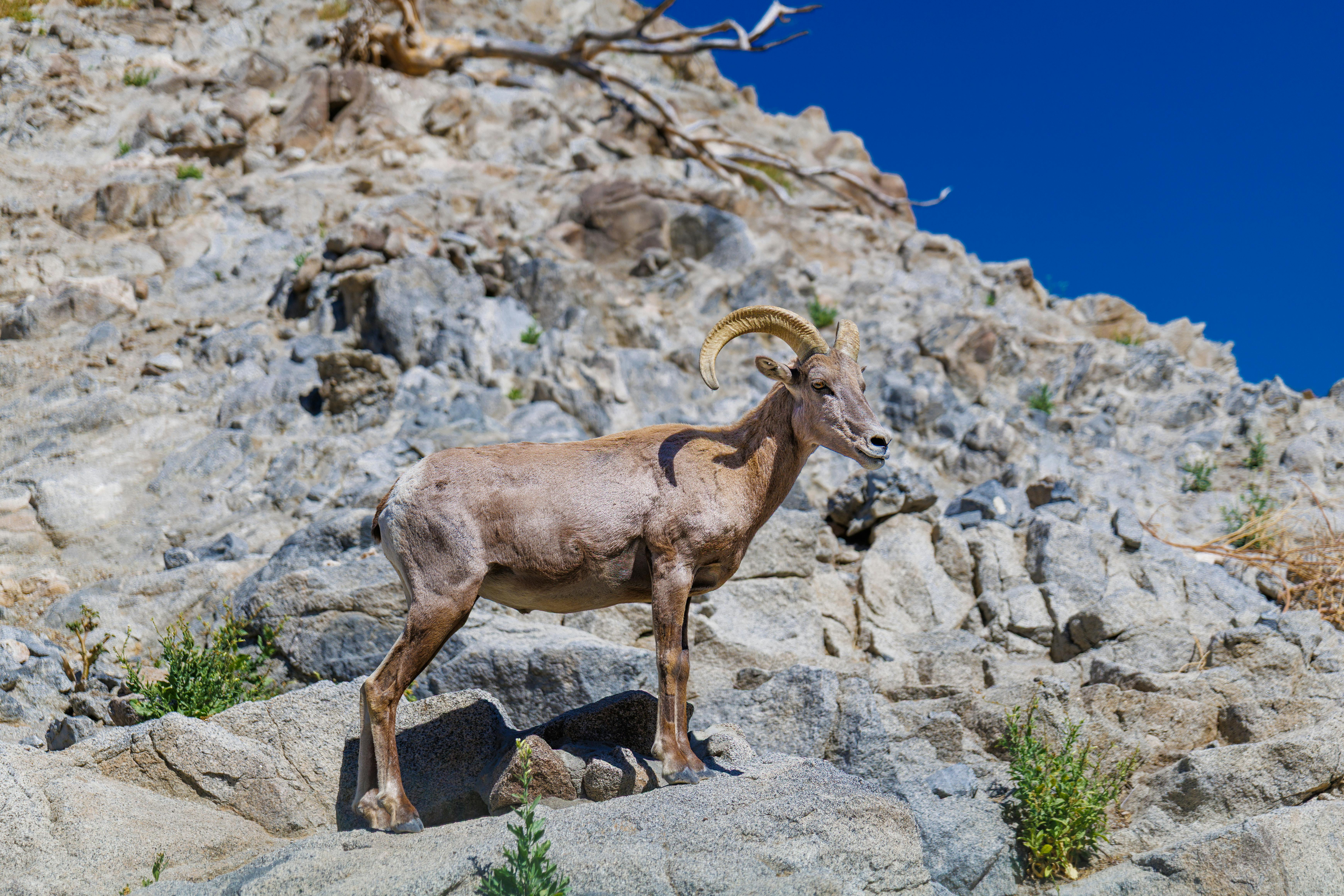 Big Horn Outdoor Adventure Show - Spokane and North Idaho community calendar - The Spokesman — Photo by muhammad nadeem on Pe