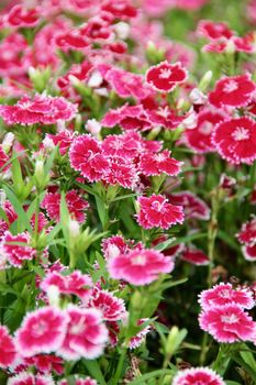 china pink dianthus flower