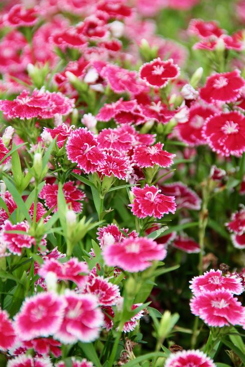 Free Close-up of vibrant pink Dianthus flowers in full bloom, captured in a garden in Shanghai, China. Stock Photo