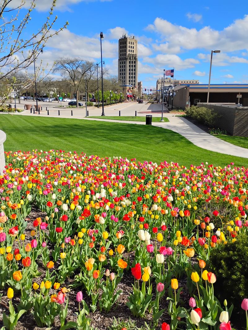 Spring tulips in downtown Holland, Michigan