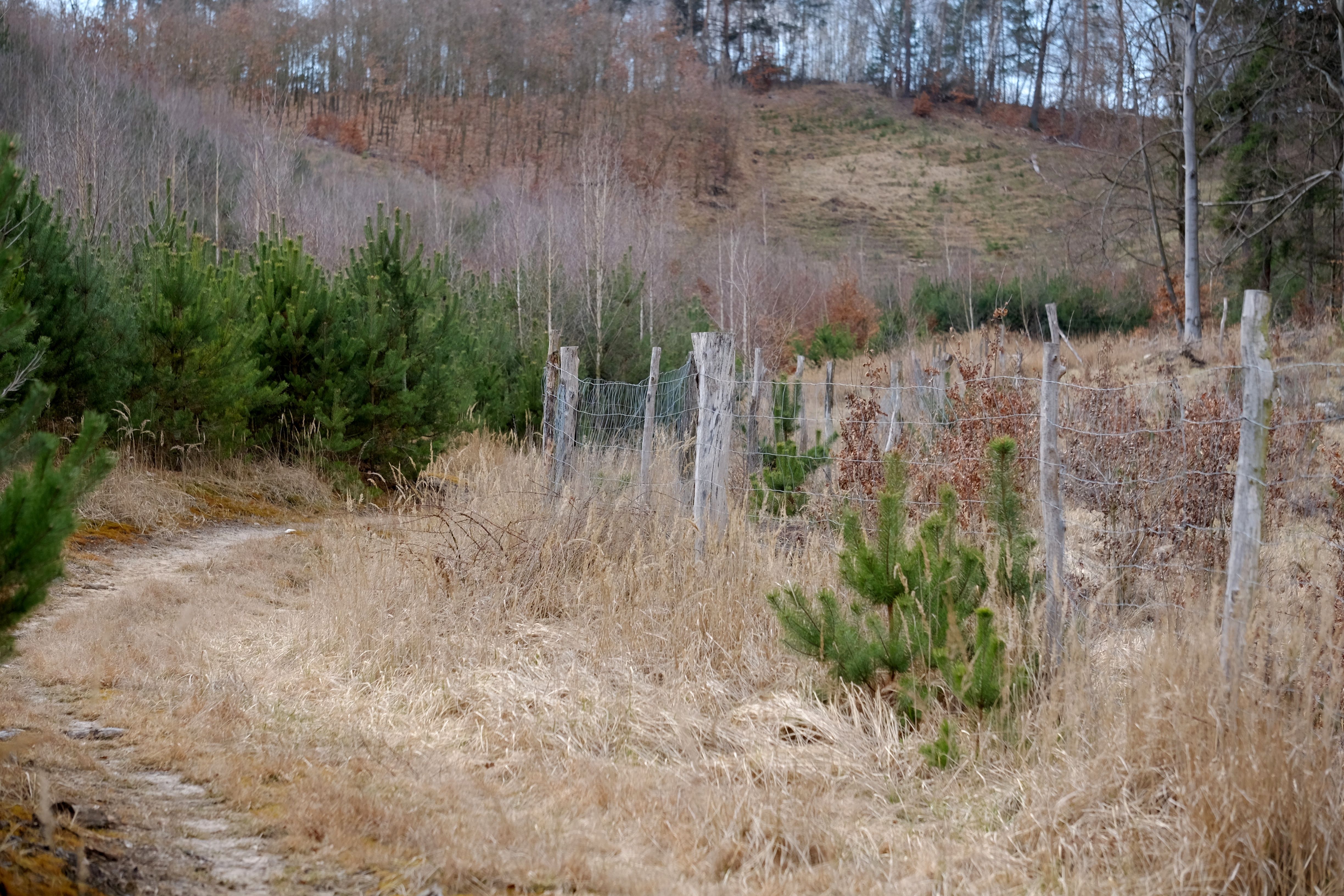 Serene Rural Pathway through Forested Hillside · Free Stock Photo