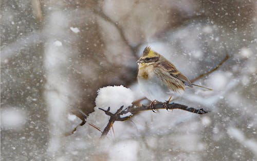 Photos gratuites de animal, hiver, nature