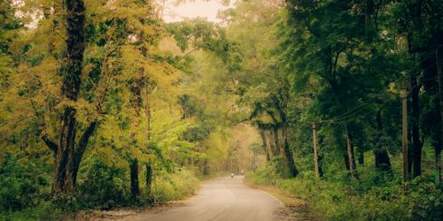 Free A peaceful road winding through a lush, autumnal forest creating a tranquil scene. Stock Photo