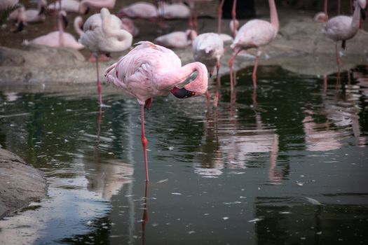 flamingo photo