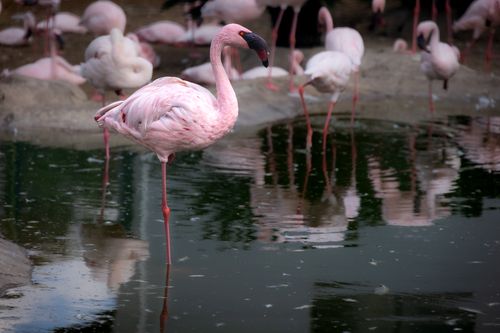 Free A beautiful flamingo stands gracefully in calm water, surrounded by more pink flamingos. Stock Photo