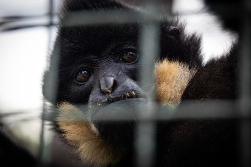 Free Close-up of a gibbon's face behind bars, highlighting its expressive eyes in a zoo enclosure. Stock Photo