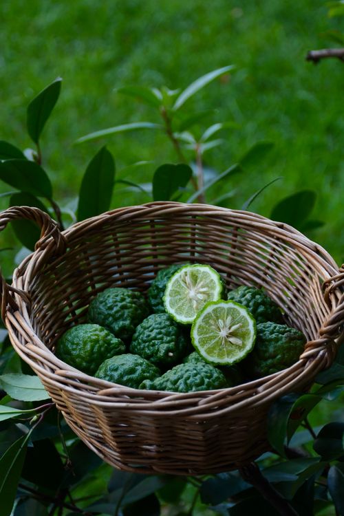 Free Close-up of fresh kaffir limes in a wicker basket surrounded by lush green foliage. Stock Photo