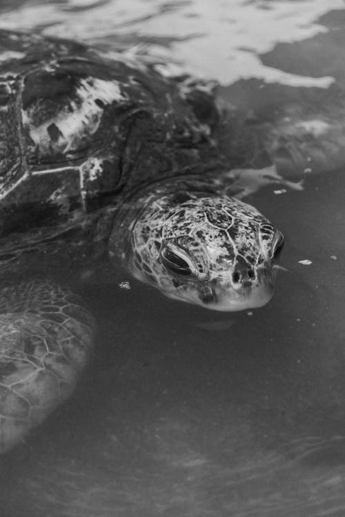 Black and White Photography of a  Turtle on Water