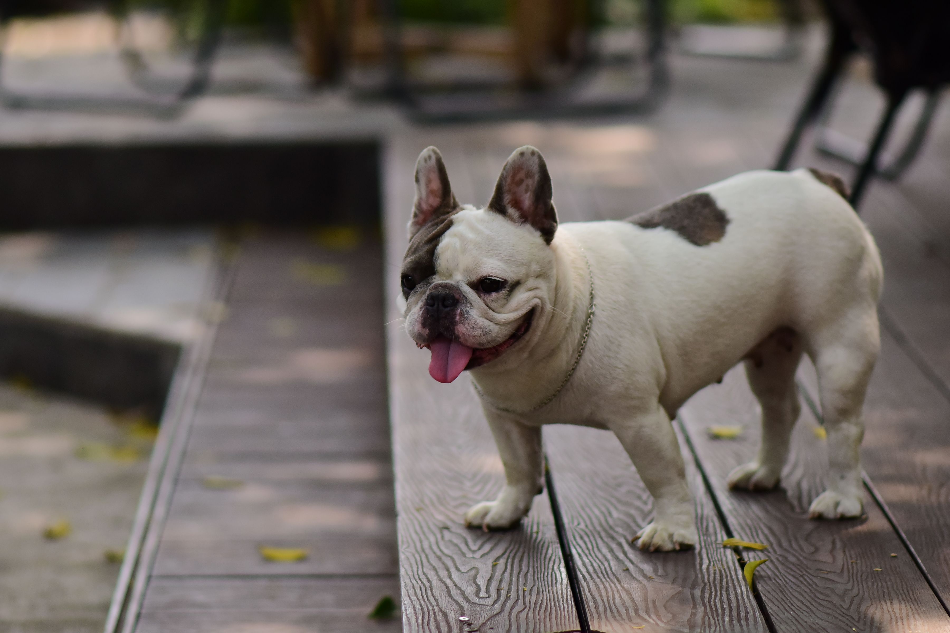 DFG Carolina Kennels