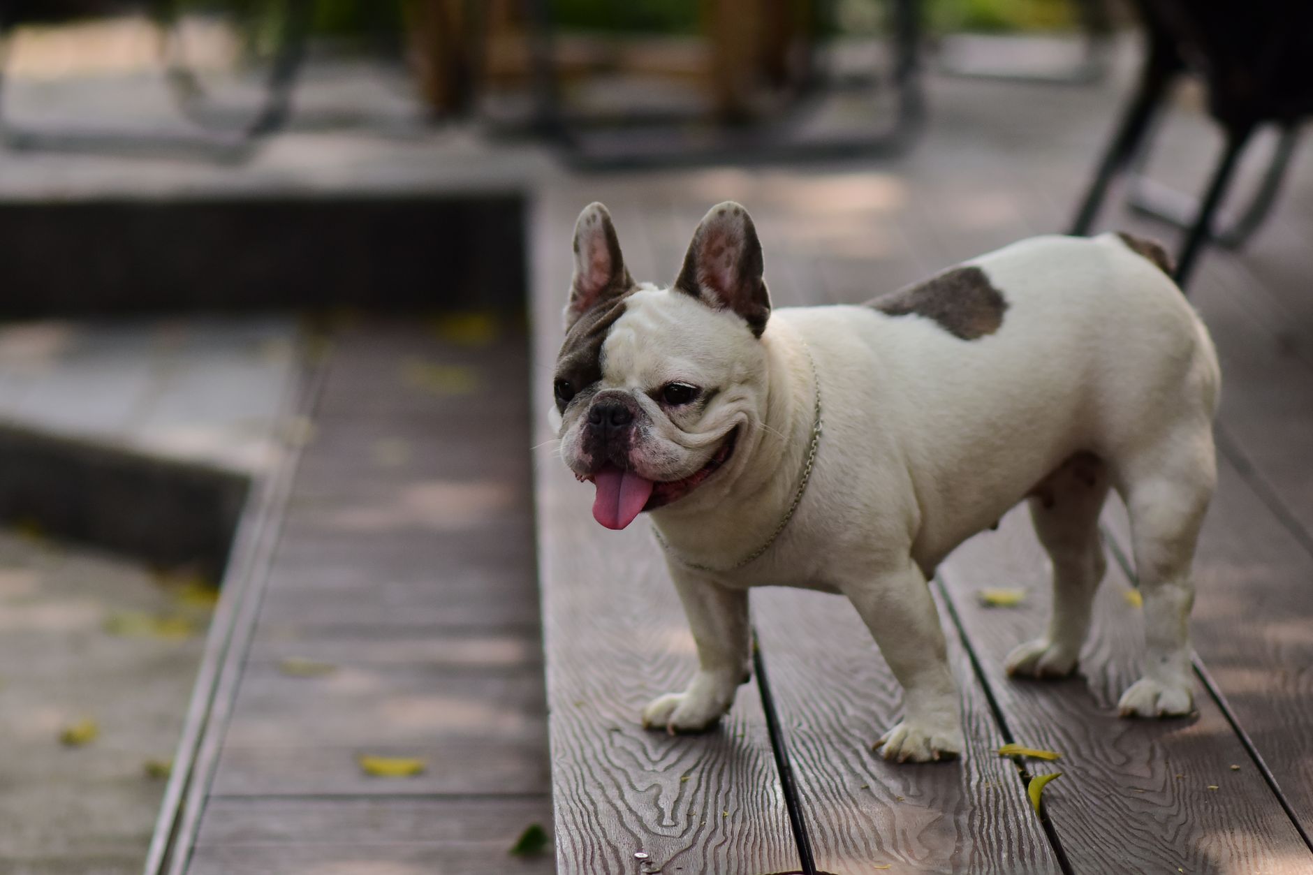 Portrait of a dog at a veterinary clinic
