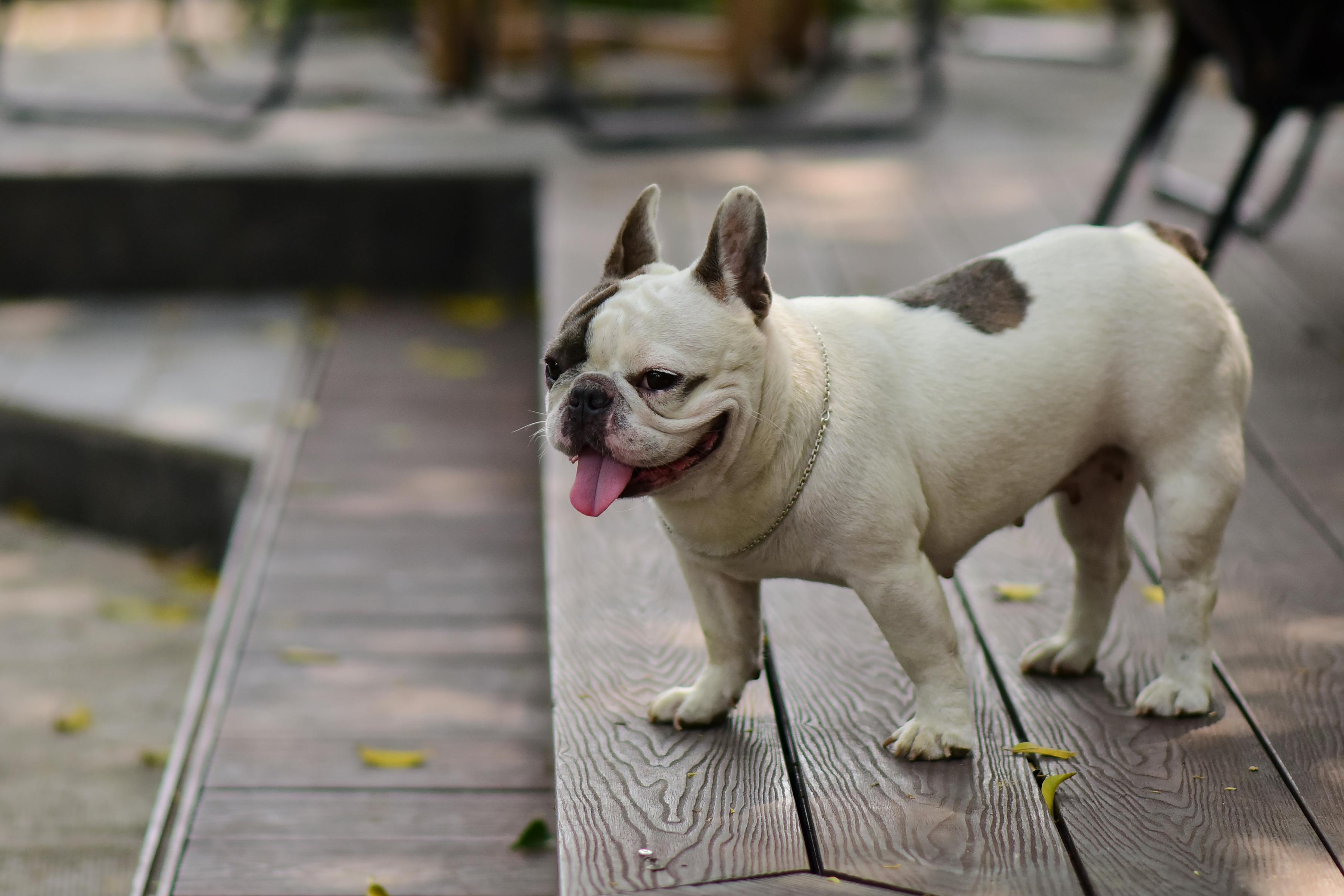 pet insurance pet wellness — Photo by Sóc Năng Động on Pexels