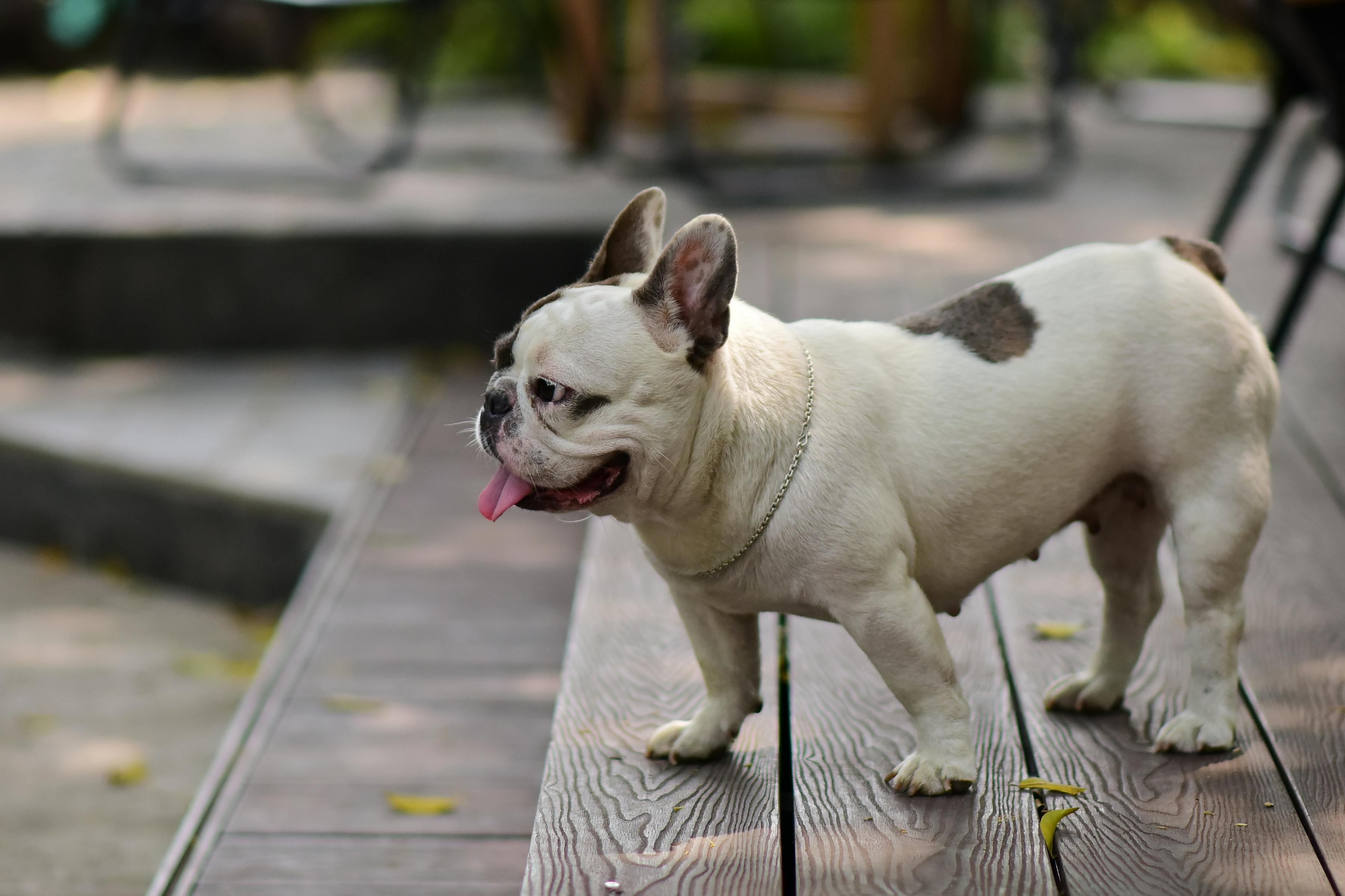 pet insurance pet health costs — Photo by Sóc Năng Động on Pexels