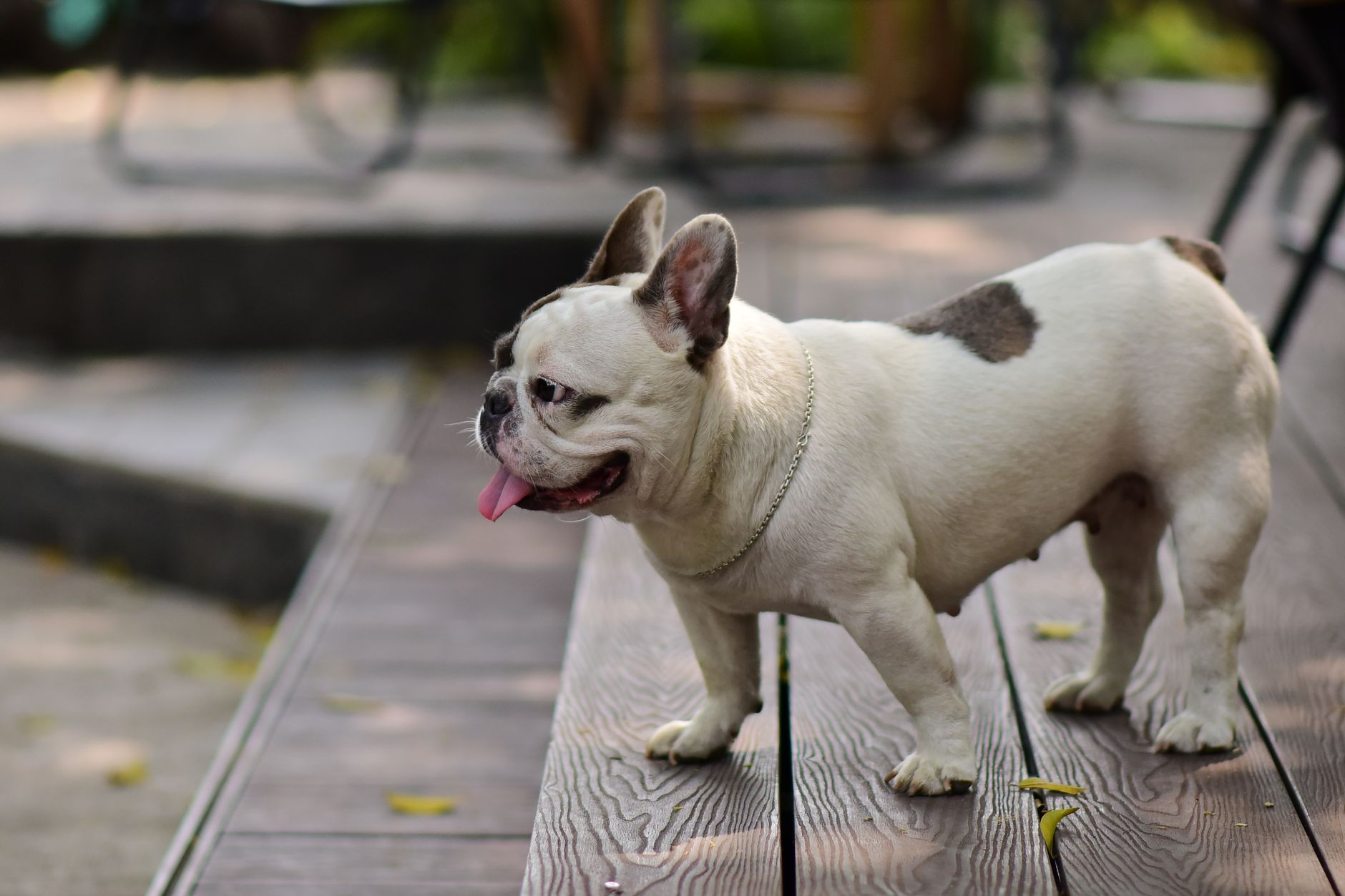 What Is The Link Between Diet And French Bulldog Breathing?